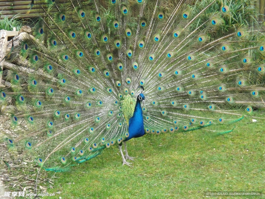 孔雀