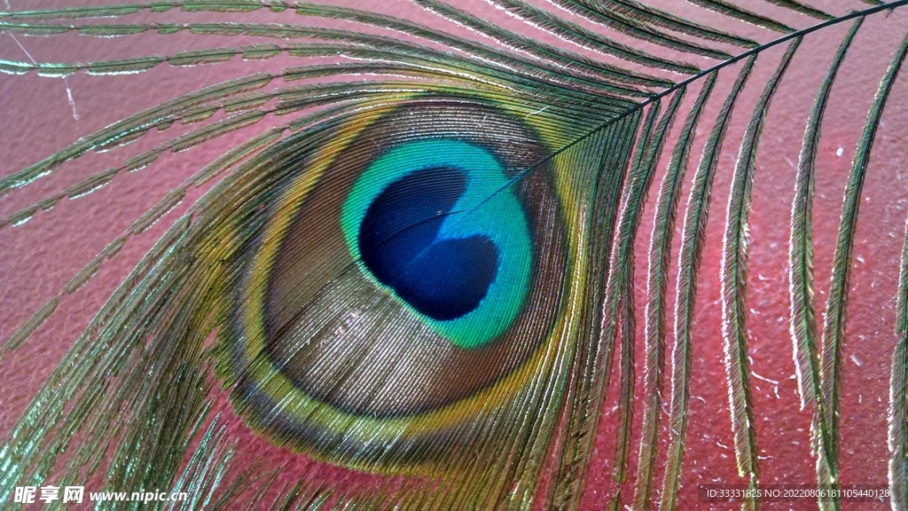 孔雀