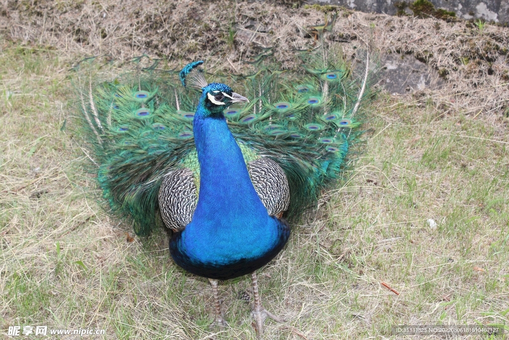 孔雀