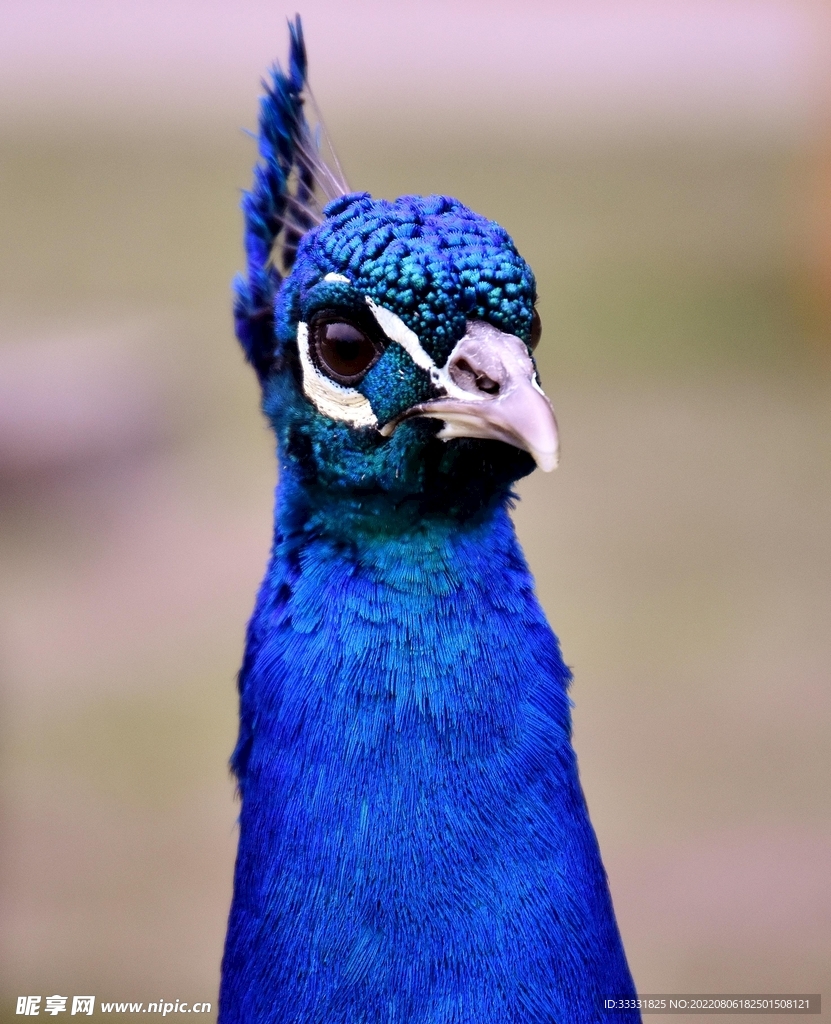 孔雀