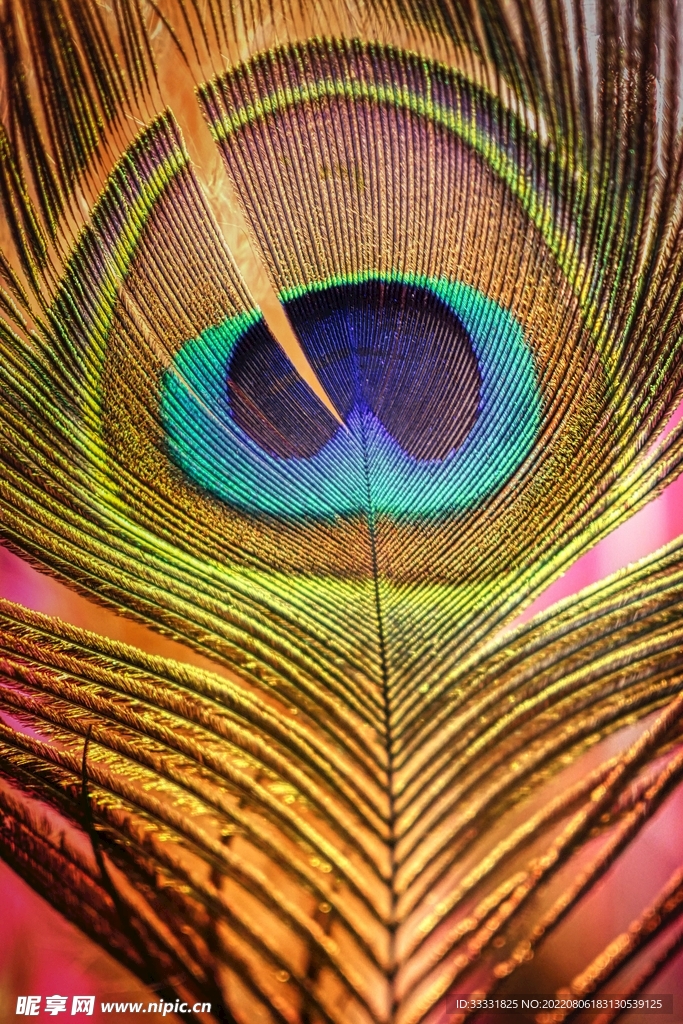 孔雀