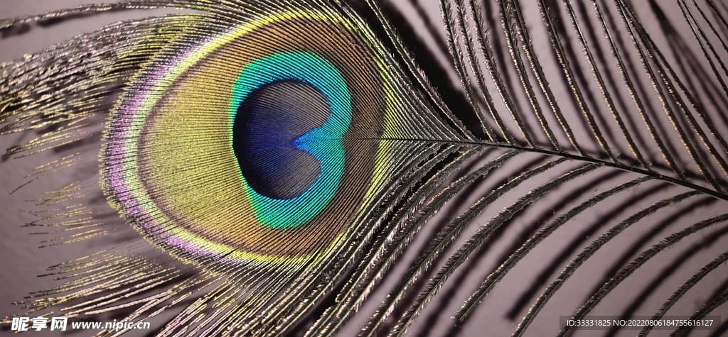 孔雀