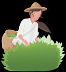 采茶