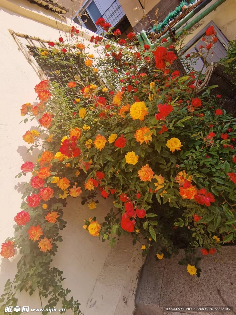 鲜花