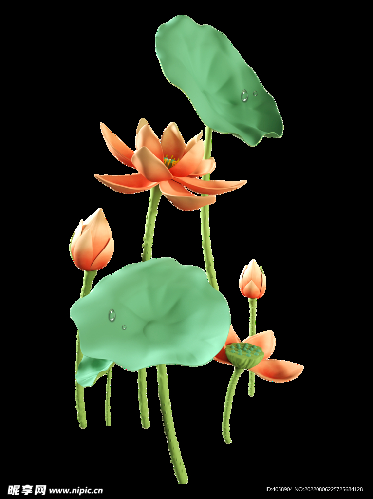 荷花