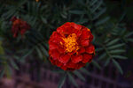 臭菊花