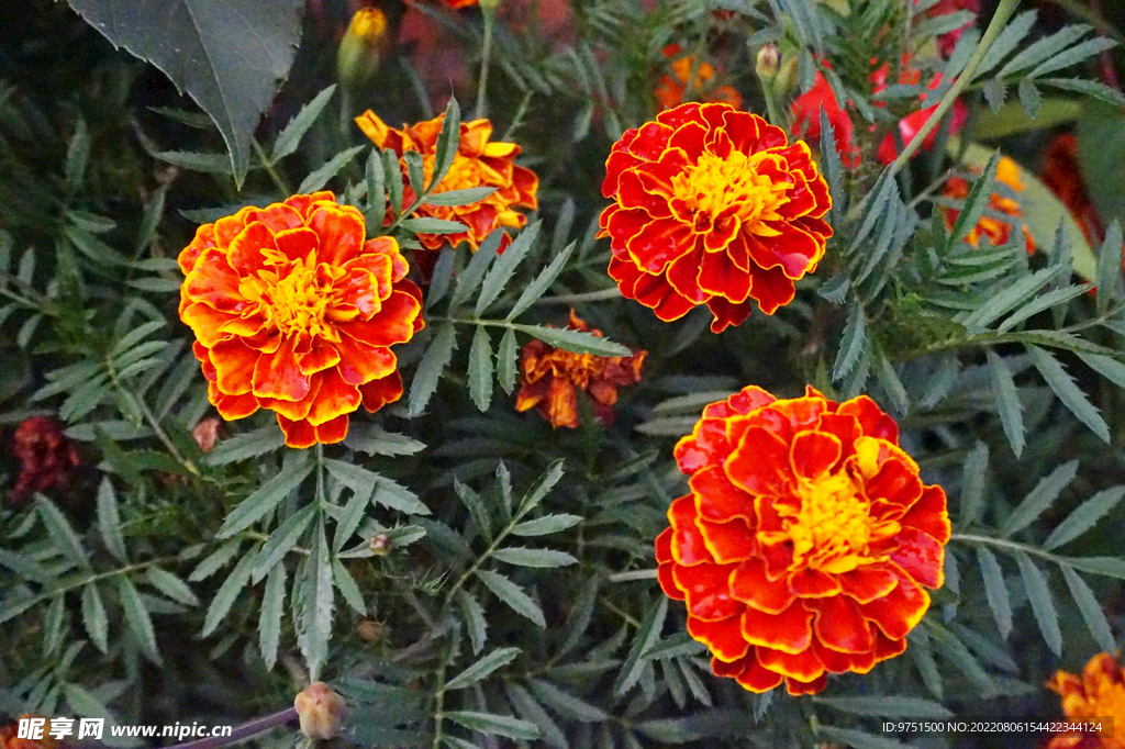 臭菊花