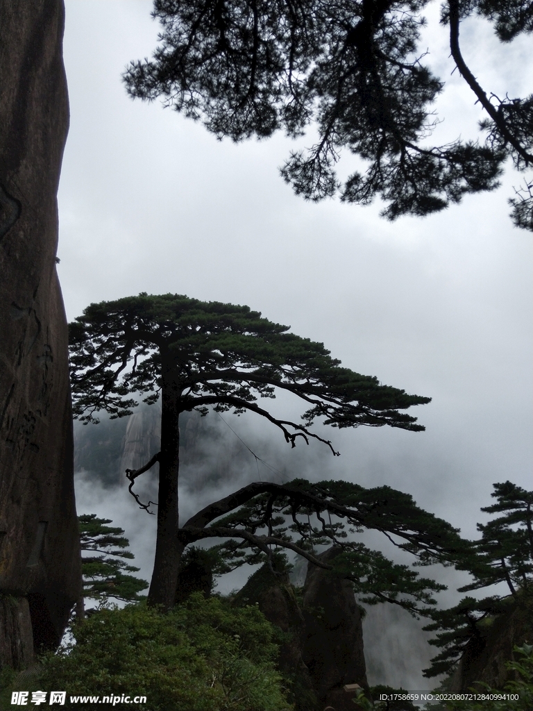 黄山迎客松 