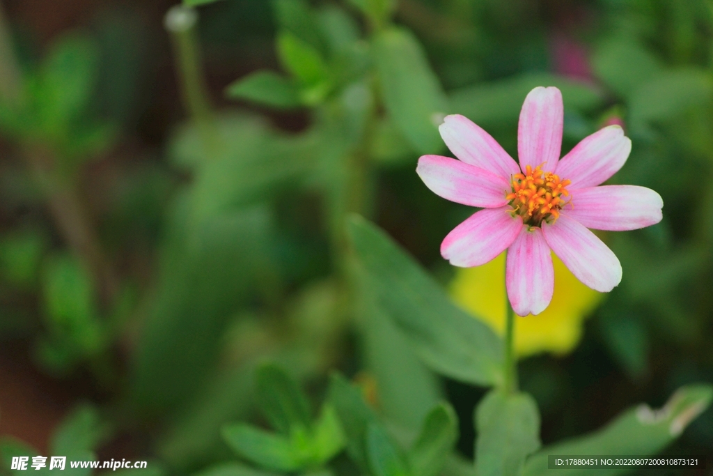 小百日菊