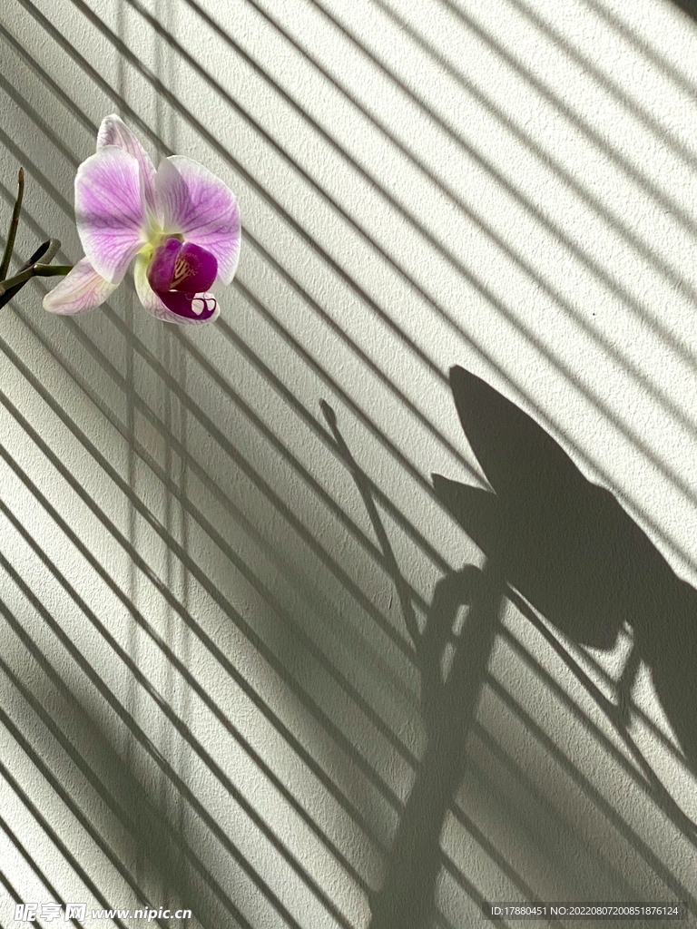 花卉