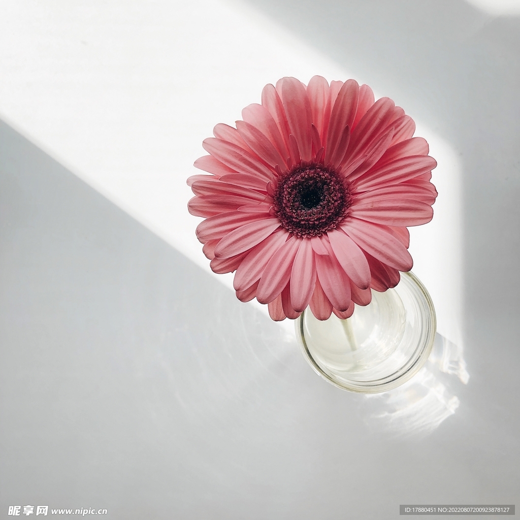 非洲菊