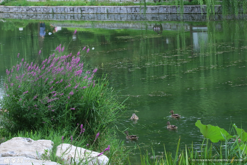 公园风景 
