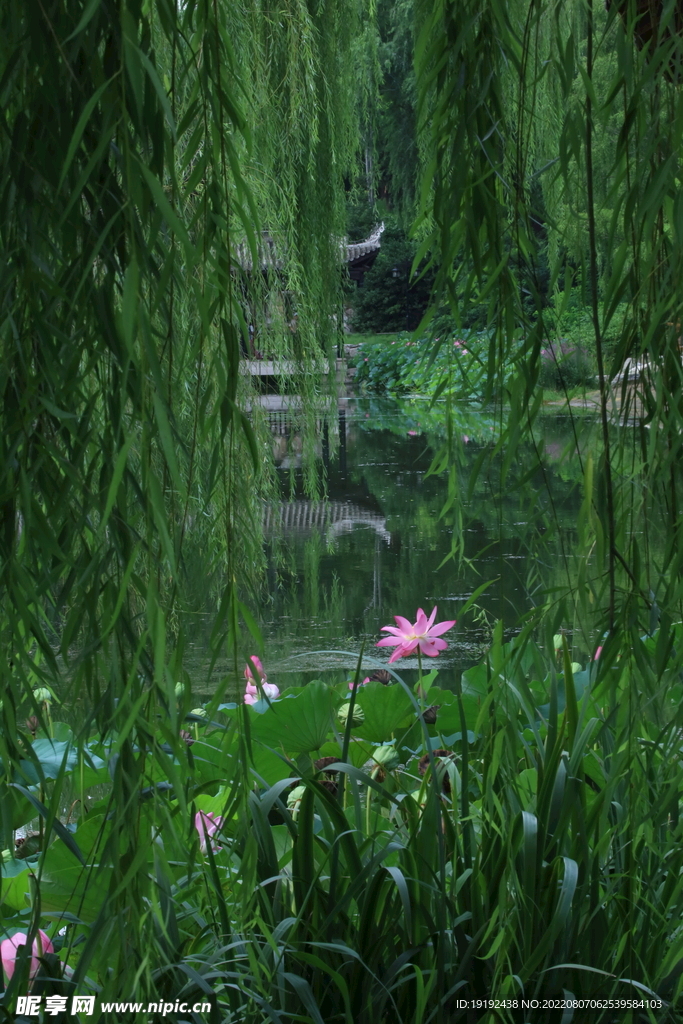 荷花荷叶 