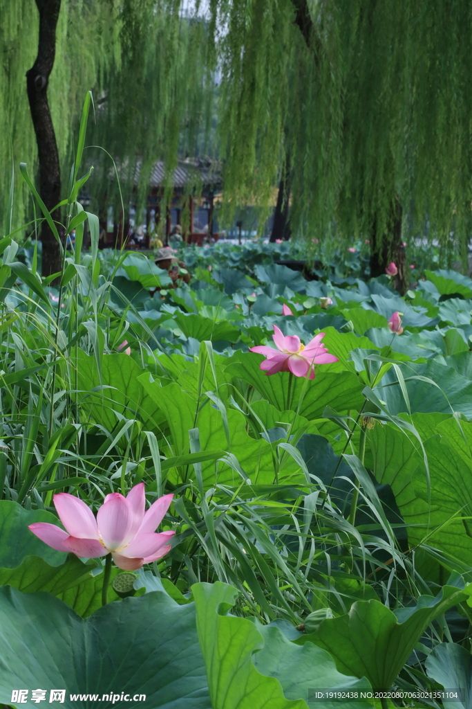 荷花 