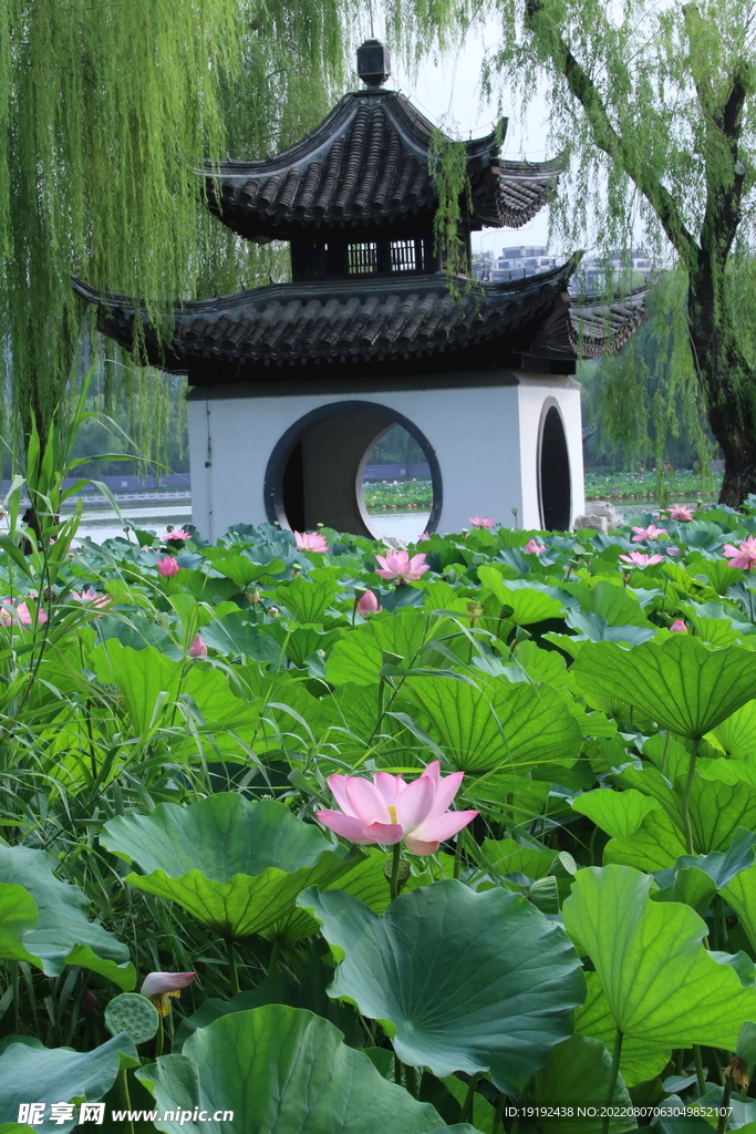 荷花荷叶   