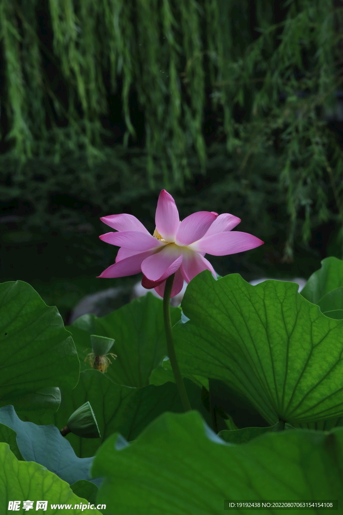 荷花
