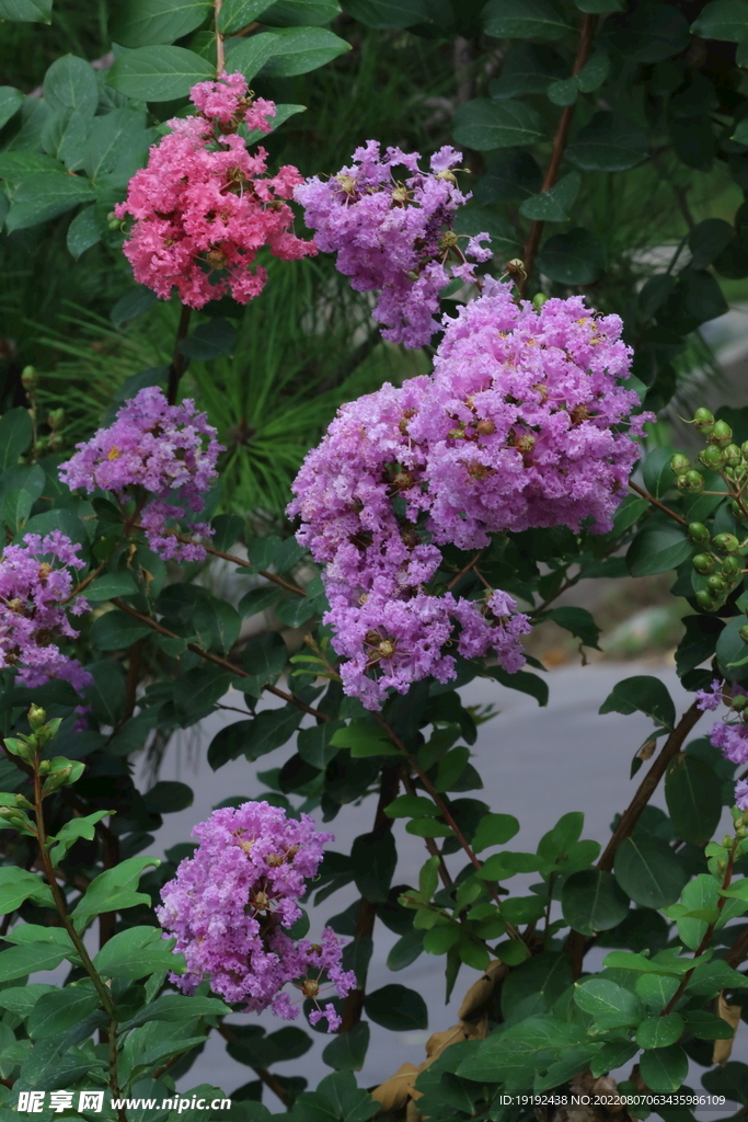 紫薇花 