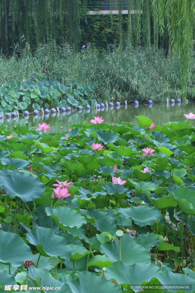 荷花 