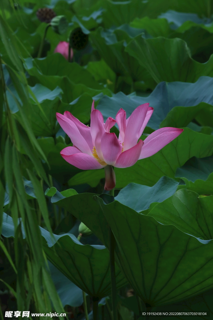 荷花  