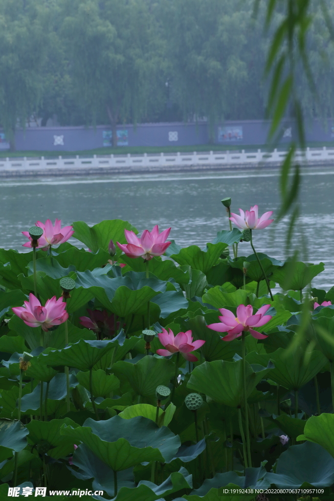 荷花 