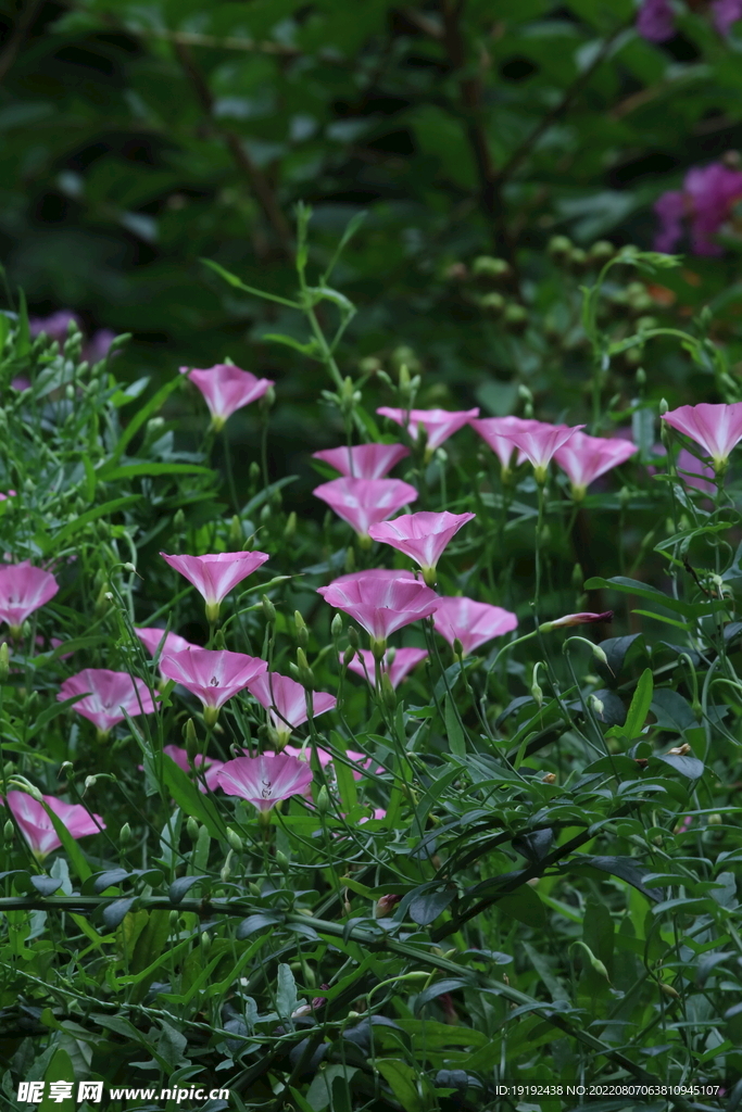 田旋花 