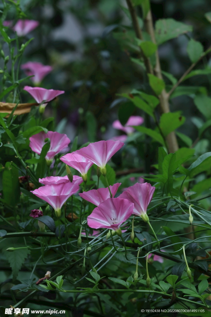 田旋花 