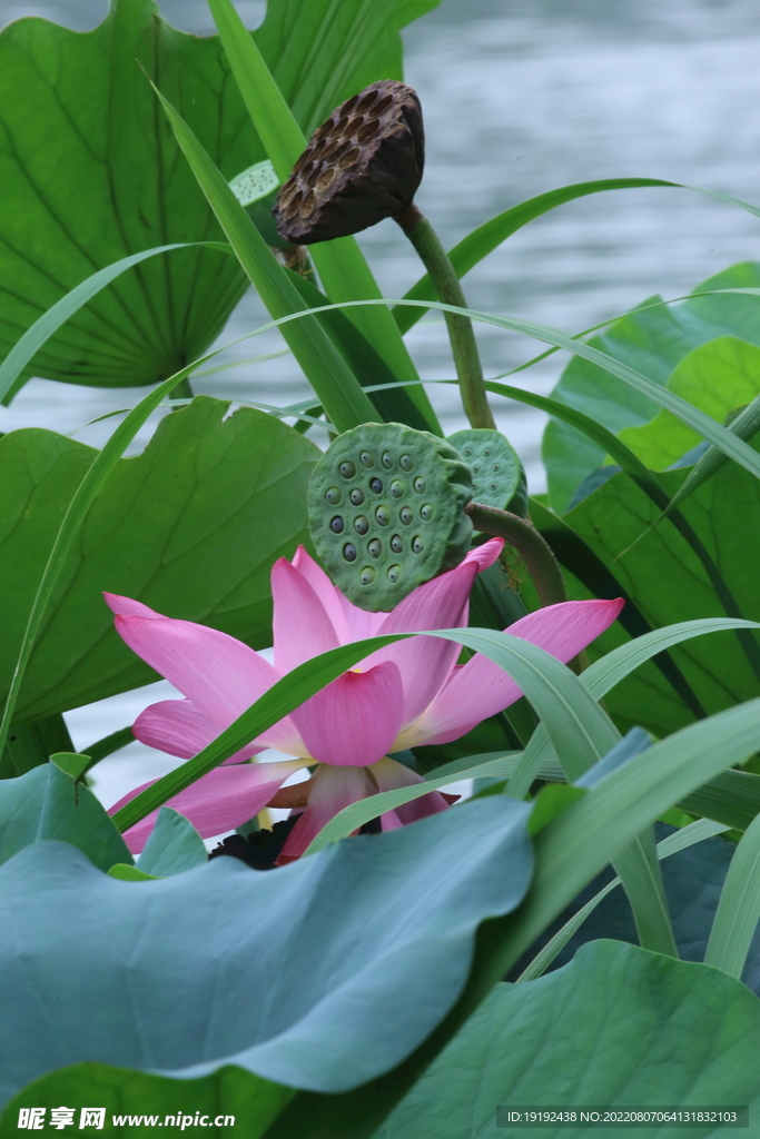 荷叶荷花