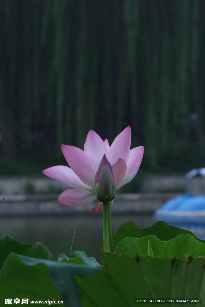 荷花 