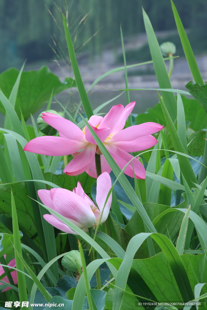 荷花   