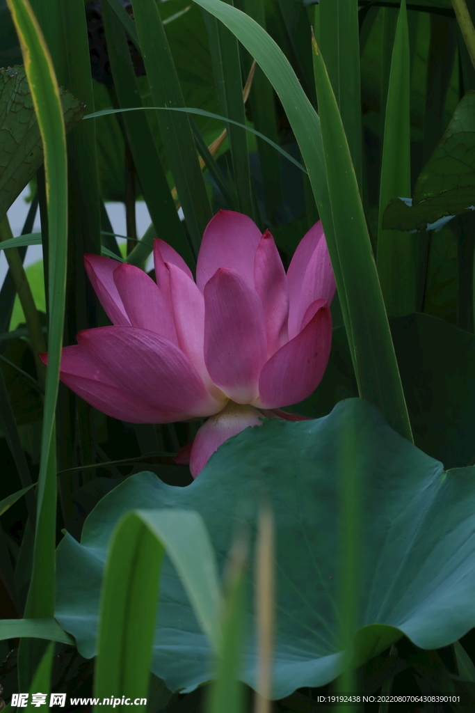 荷花