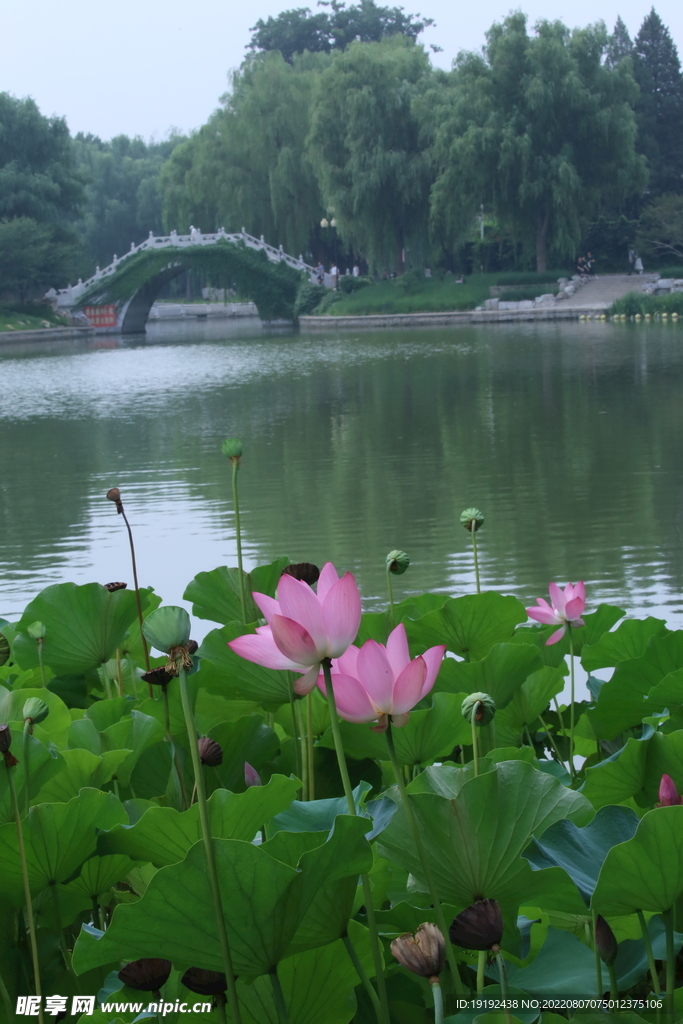 荷叶荷花 