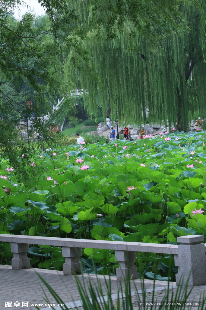 荷叶荷花 