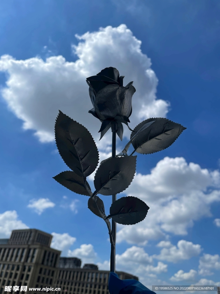 玫瑰 天空