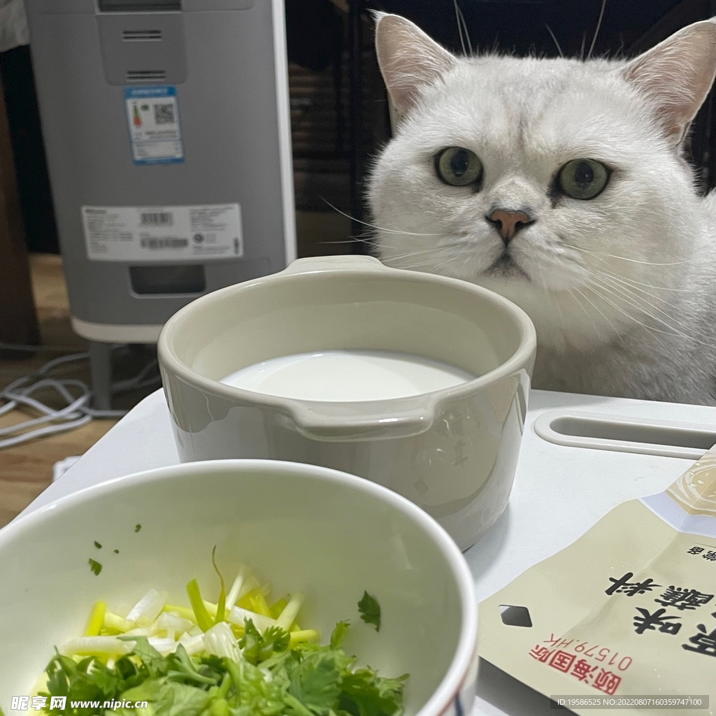 小猫