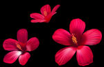 花