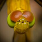 蜻蜓