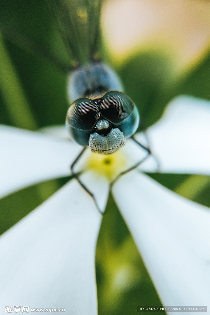 蜻蜓