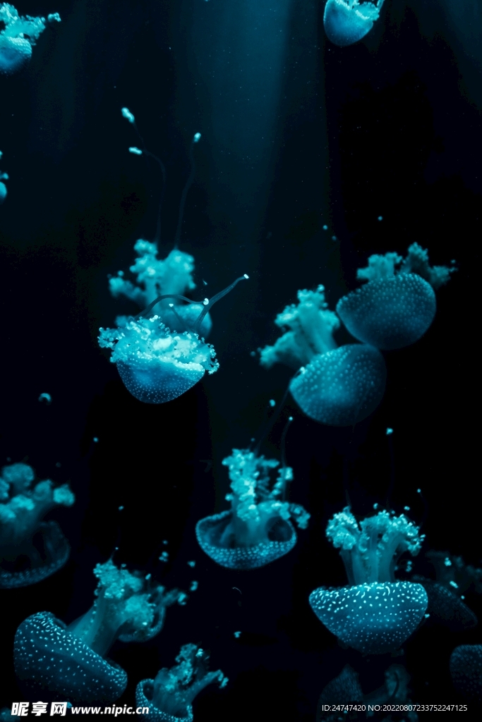 水母