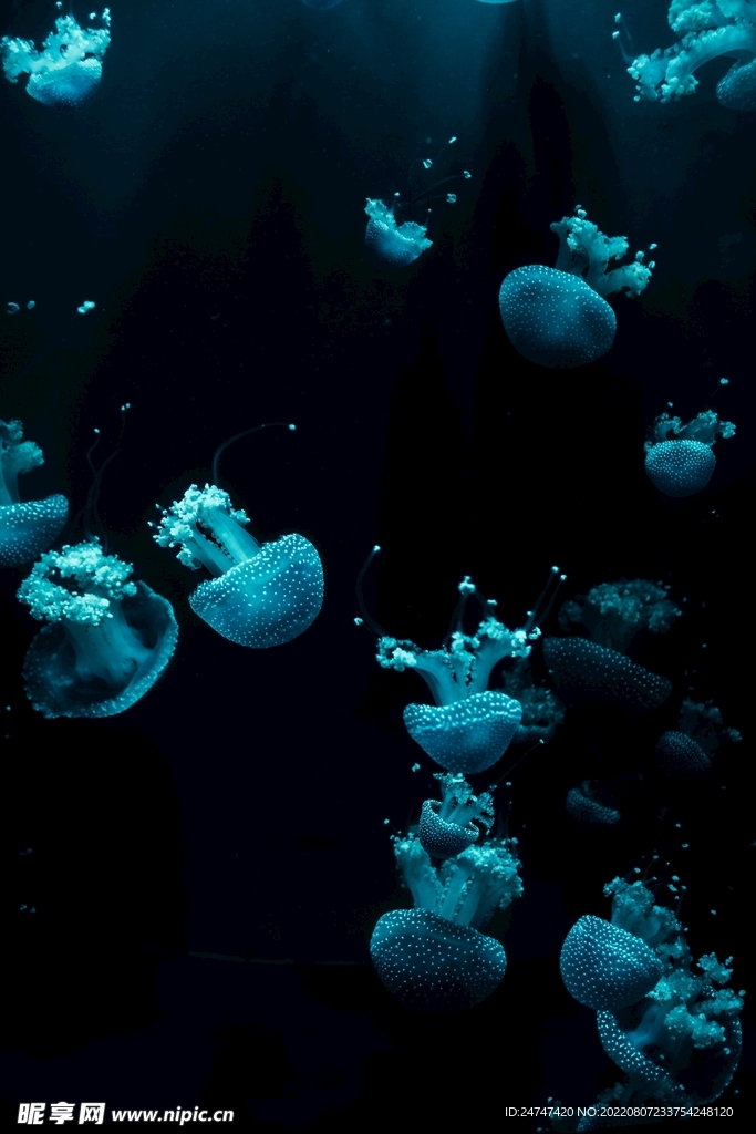 水母