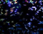 水母