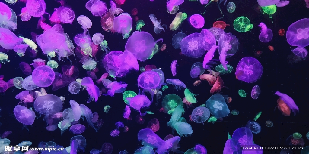 水母