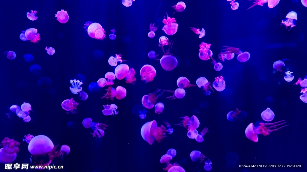 水母