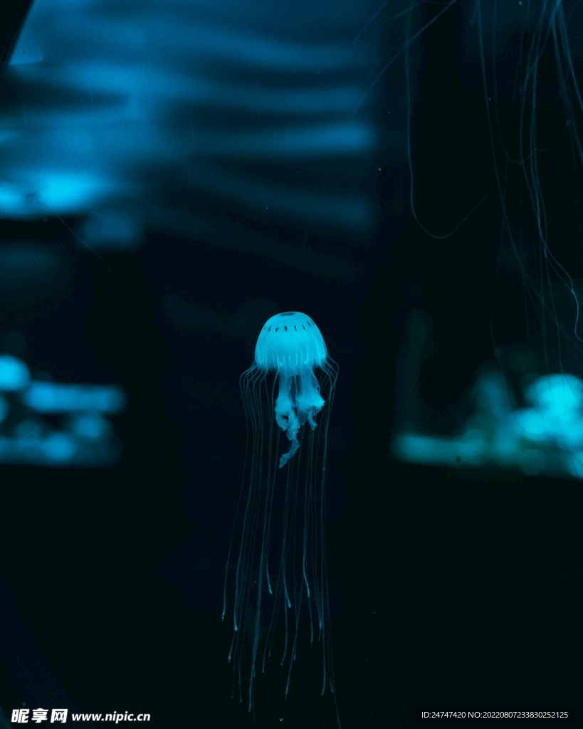 水母