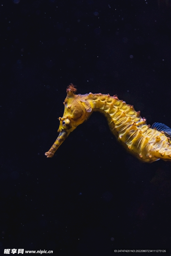 海马海洋生物唯美图片