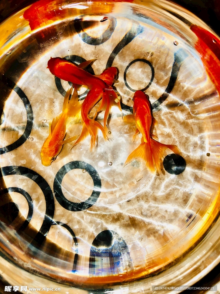 金鱼