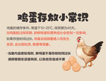鸡蛋知识