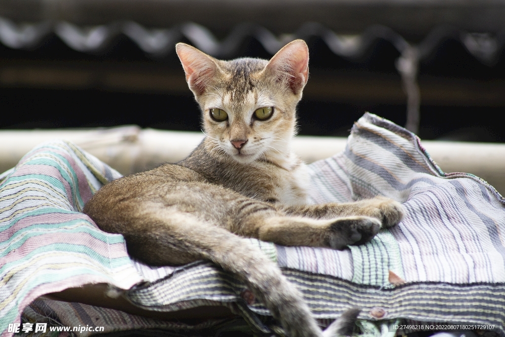 可爱灰色猫咪小猫萌宠头像壁纸