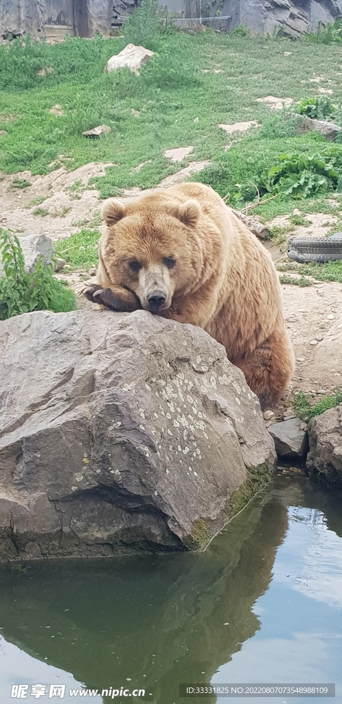 熊