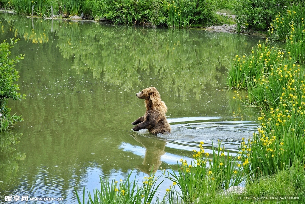 熊