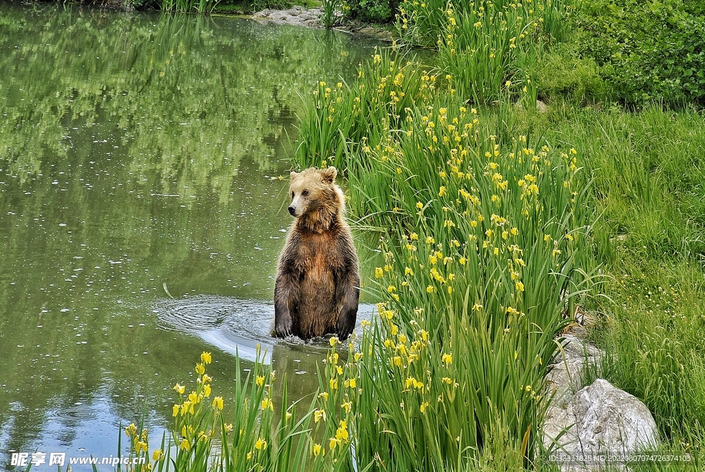 熊